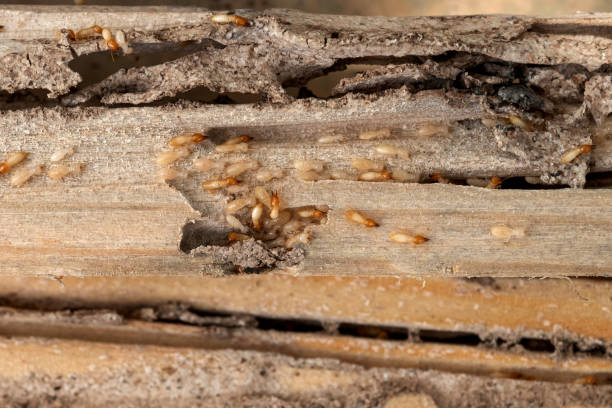 Best Affordable Pest Control Services  in Highlands, TX